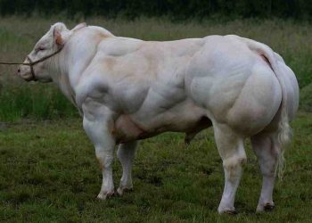 Pemprov Jabar Berniat Kawinkan Sapi Belgia dengan Sapi Pasundan