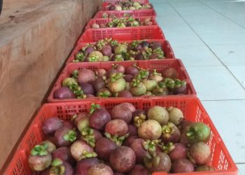 Manggis Asal Desa Kalijaya Tembus Pasar Cina