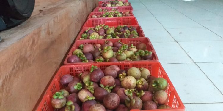 Manggis Asal Desa Kalijaya Tembus Pasar Cina