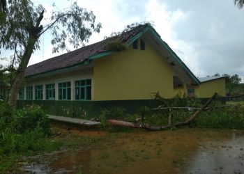 Akibat Hujan Deras Disertai Angin Kencang Bangunan Sekolah Tertimpa Pohon Selong