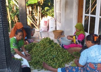 Kaum Tani Keluhkan Jatuhnya Harga Cengkeh