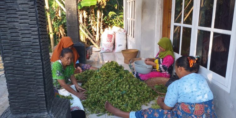 Kaum Tani Keluhkan Jatuhnya Harga Cengkeh