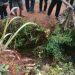 Licin Menapaki Jembatan Bambu, Seorang Ibu di Cineam Tergelincir Meninggal Ditempat