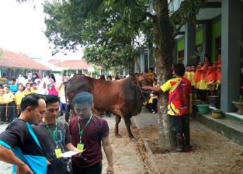Ketiga Kalinya, Warga Pendidikan SDN Galunggung Tasikmalaya Berqurban
