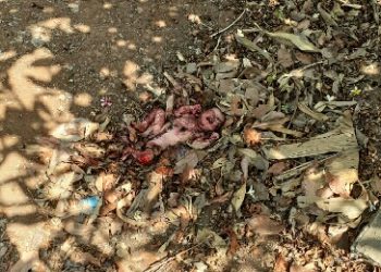 Warga Klari Karawang Dihebohkan Penemuam Bayi Hidup Penuh Dengan Luka di Pemakaman