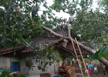 Hujan Deras Disertai Angin Kencang Tumbangkan Pohon Timpa Rumah Warga