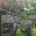 Hujan Lebat Dibarengi Puting Beliung di Salopa, Robohkan Pohon Timpa Rumah Warga