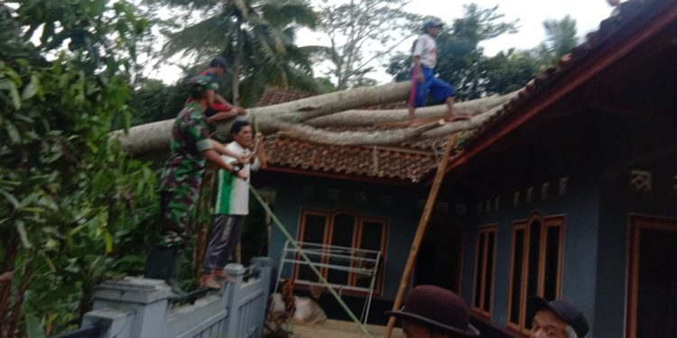 Hujan Disertai Angin Kencang Sapu Pohon Albasia Timpa Rumah Usup