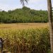 Binaan Mantri Tani Hadiji PPL Pancatengah Tasikmalaya Panen Raya Jagung