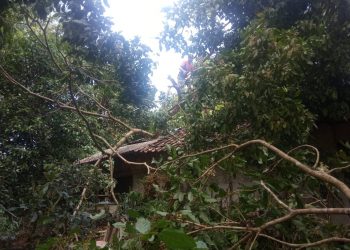 Angin Ribut Tasikmalaya Selatan Tumbangkan Pohon Menimpa Rumah Warga