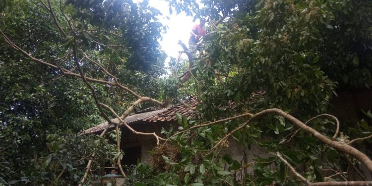 Angin Ribut Tasikmalaya Selatan Tumbangkan Pohon Menimpa Rumah Warga
