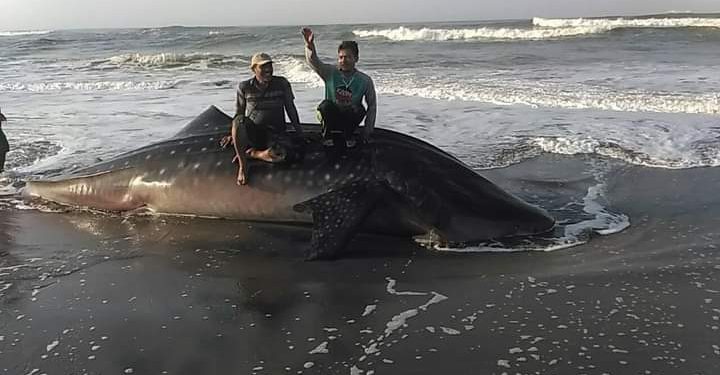 Ikan Hiu Tutul Berbobot 1 Ton Lebih Terdampar Gegerkan Warga Pantai Bubujung Ciheras Cipatujah