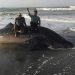 Ikan Hiu Tutul Berbobot 1 Ton Lebih Terdampar Gegerkan Warga Pantai Bubujung Ciheras Cipatujah
