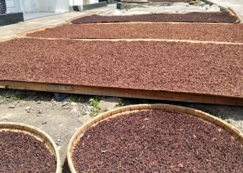 Harga Cengkeh Terjun Bebas, Petani Juga Pengepul Meradang