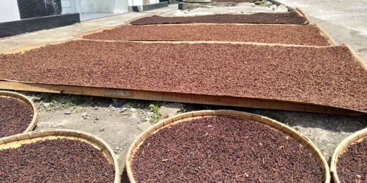 Harga Cengkeh Terjun Bebas, Petani Juga Pengepul Meradang