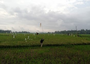 Hama Burung Menerjang, Petani Meradang