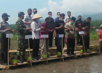 Bupati Ciamis Apresiasi Gerakan Tanam Padi Organik Di Kecamatan Cihaurbeuti