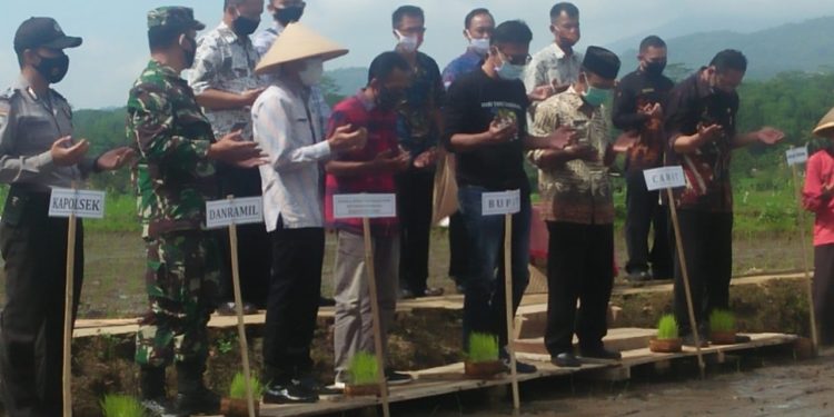 Bupati Ciamis Apresiasi Gerakan Tanam Padi Organik Di Kecamatan Cihaurbeuti