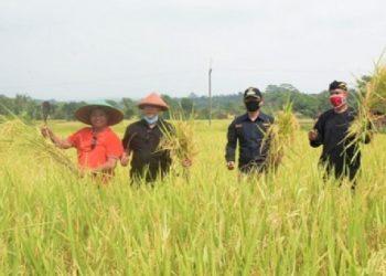 Wagub Jabar Panen Raya Di Desa Cileuya Cimahi Kuningan