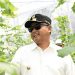 Wagub Jabar Apresiasi Panen Perdana Kebun Melon Rumah Tahfidz Syafaatul Qur’an Tamanhati