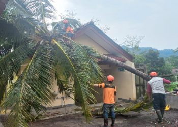 Cuaca Buruk, Pohon Kelapa Tumbang Timpa SMPN 3 Banjarsari Ciamis