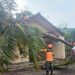 Cuaca Buruk, Pohon Kelapa Tumbang Timpa SMPN 3 Banjarsari Ciamis