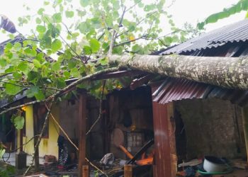 Hujan Deras Dibarengi Angin Kencang Di Wilayah Pamarican Ciamis, Tumbangkan Pohon Waru Meniban Rumah Warga