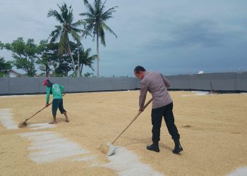 Bhabinkamtibmas Polsek Tirtajaya Karawang, Bantu Warga Dalam Proses Penjemuran Padi