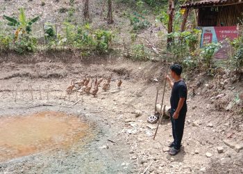 Pemdes Sindangrasa Banjaranyar Tahun Ini Alokasikan Dana Desa Untuk Pembudidayaan Bebek