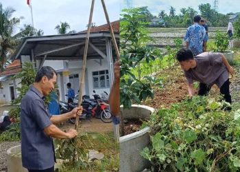 Panen Raya P5, SLB YPI Al-Maghfiroh Purwadadi Tanamkan Nilai Pancasila Lewat Berkebun