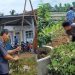 Panen Raya P5, SLB YPI Al-Maghfiroh Purwadadi Tanamkan Nilai Pancasila Lewat Berkebun