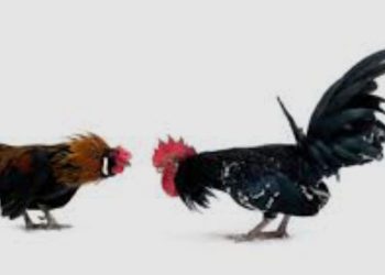 Diduga Kuat Lakukan Pemerasan Terhadap Dinas Instansi Untuk Judi Sambung Ayam