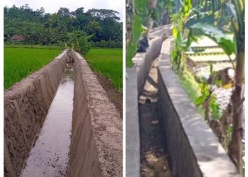 Enam Segmen Irigasi Tersier di Desa Sinar Tanjung Hampir Selesai, Dorong Produktivitas Pertanian